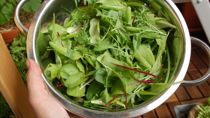 Homegrown salad
