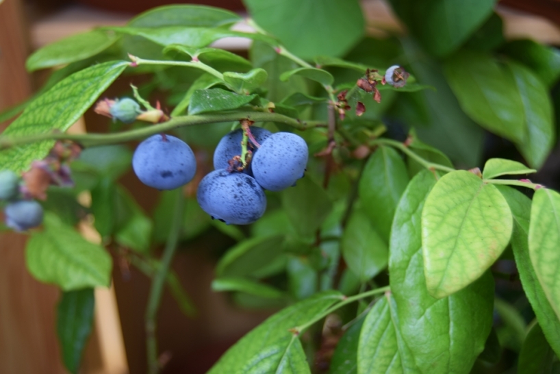 Blueberries grown in partial shade