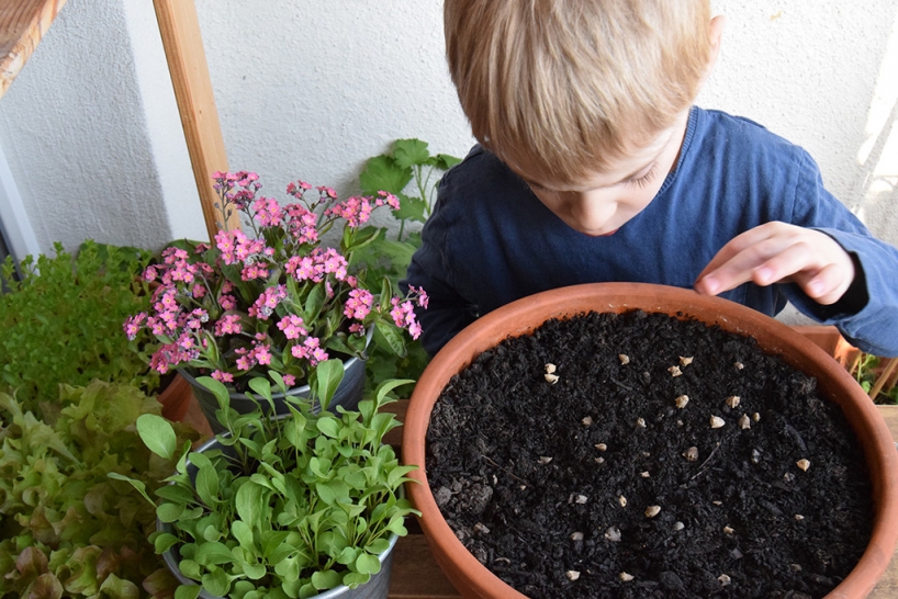 a child sowing spinach seeds