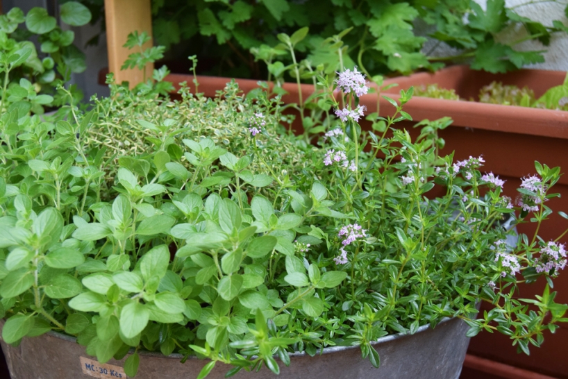 herbs mix grown in a large bowl